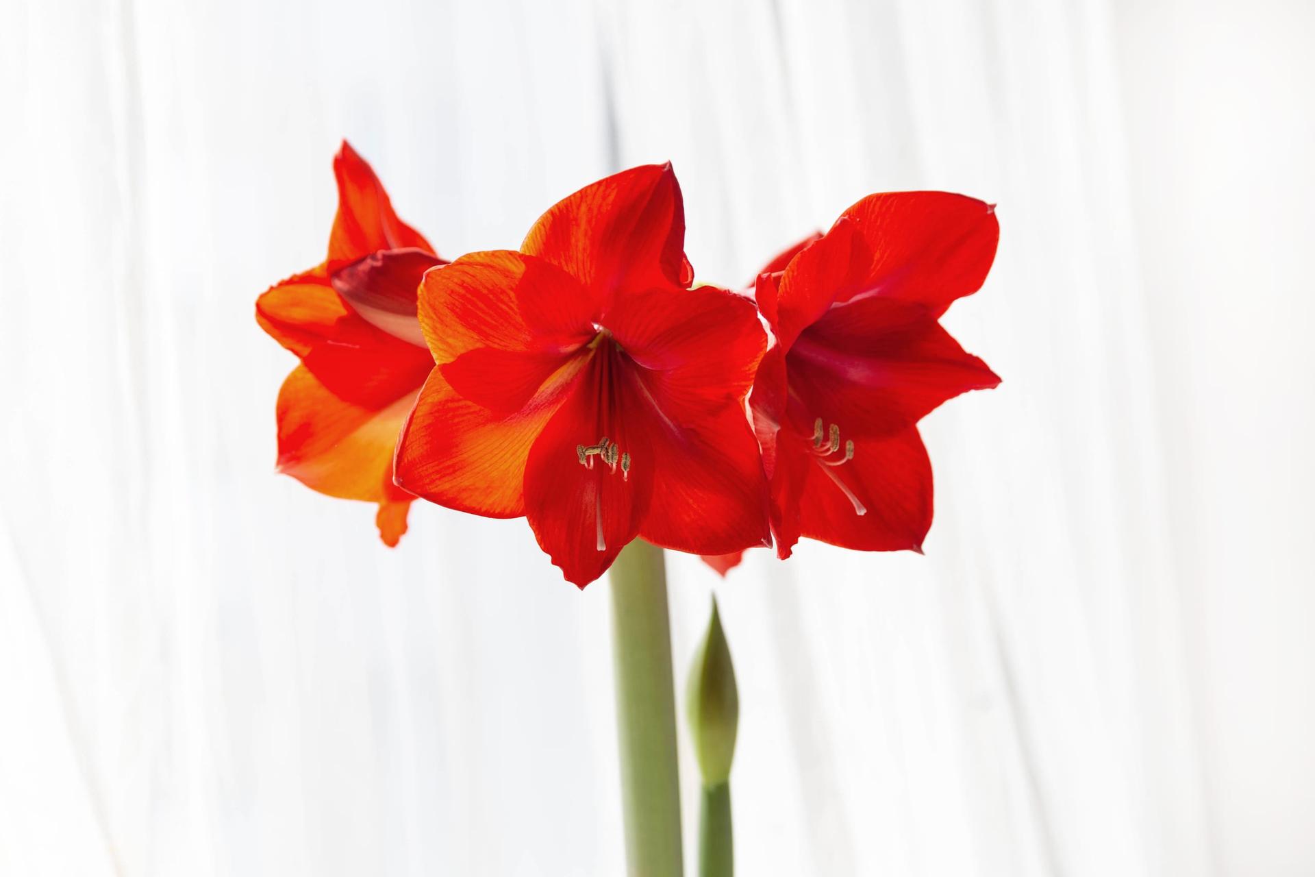 Three red amaryllis blooms open on a tall green stalk beside an unopened bud, against a white background