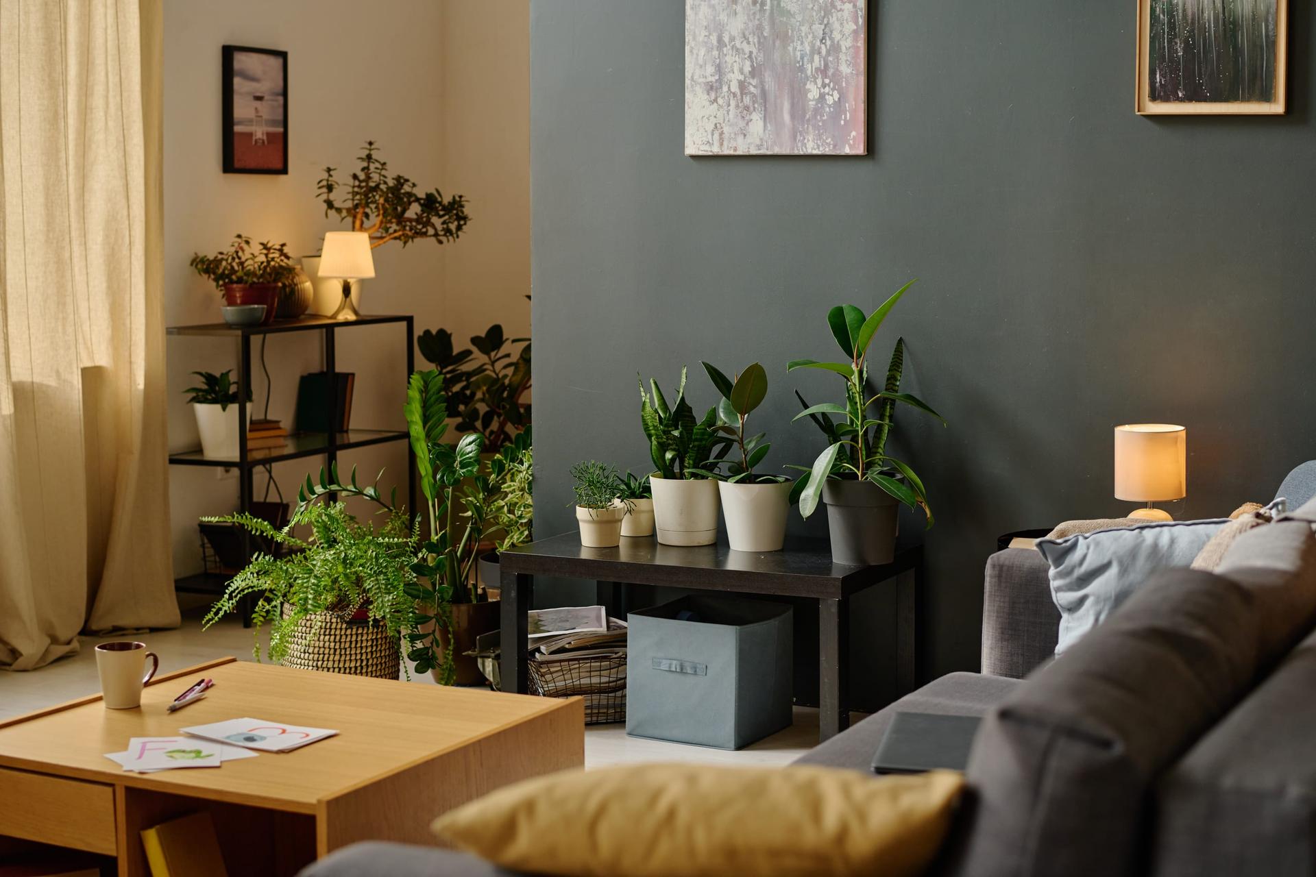 A dimly lit living room with a grey wall and grey sofa, where ferns and leafy potted plants are grouped on a low console and shelf unit under two small table lamps.