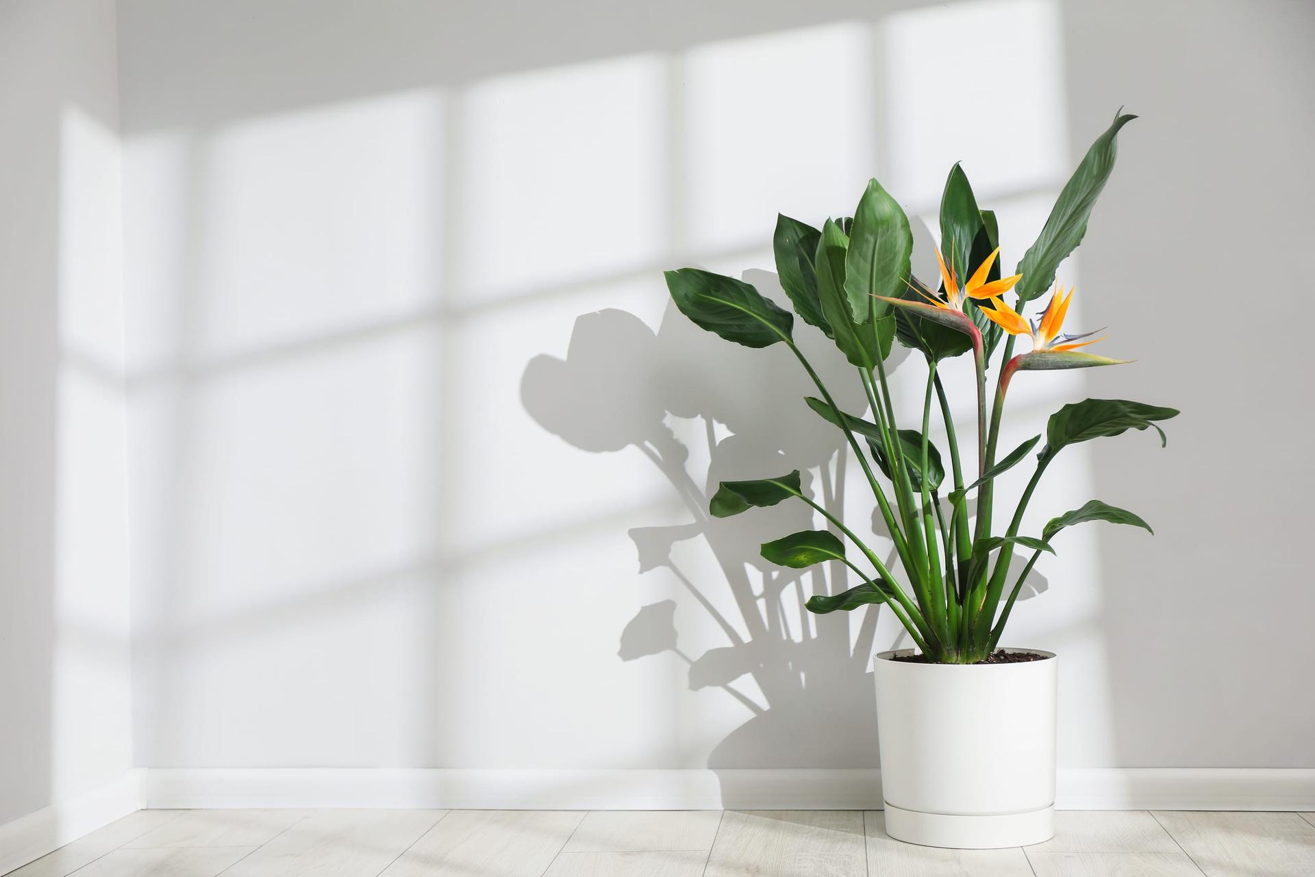 A potted bird of paradise with paddle-shaped leaves and two orange and blue flowers in a white pot on a pale wood floor, with window-pane sunlight and the plant's shadow on a light grey wall