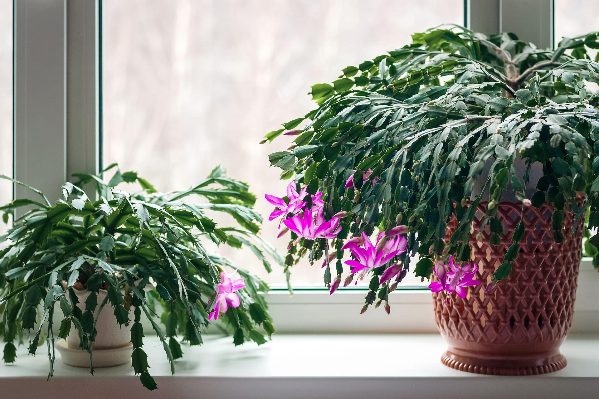 Two holiday cacti with toothed stem segments on a white windowsill: a large one with magenta flowers in a lattice-patterned pot, and a smaller one with a single pink flower in a white pot, bare trees blurred through the window behind