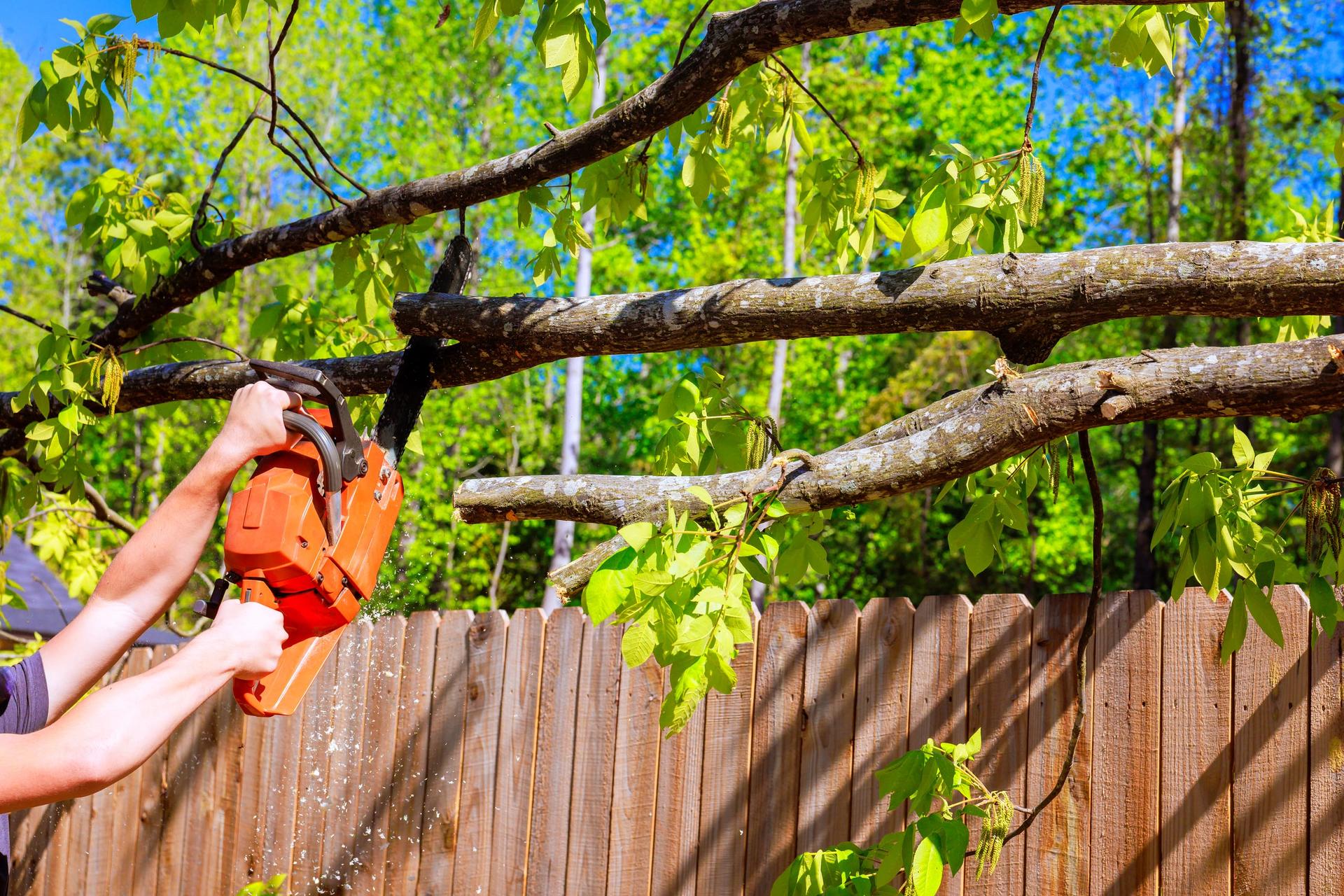 A man using a chainsaw to cut down a tree standing close to a house.