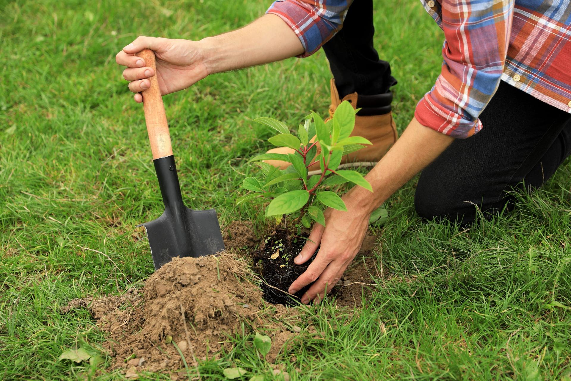 A person settling a young tree into a planting hole in a garden