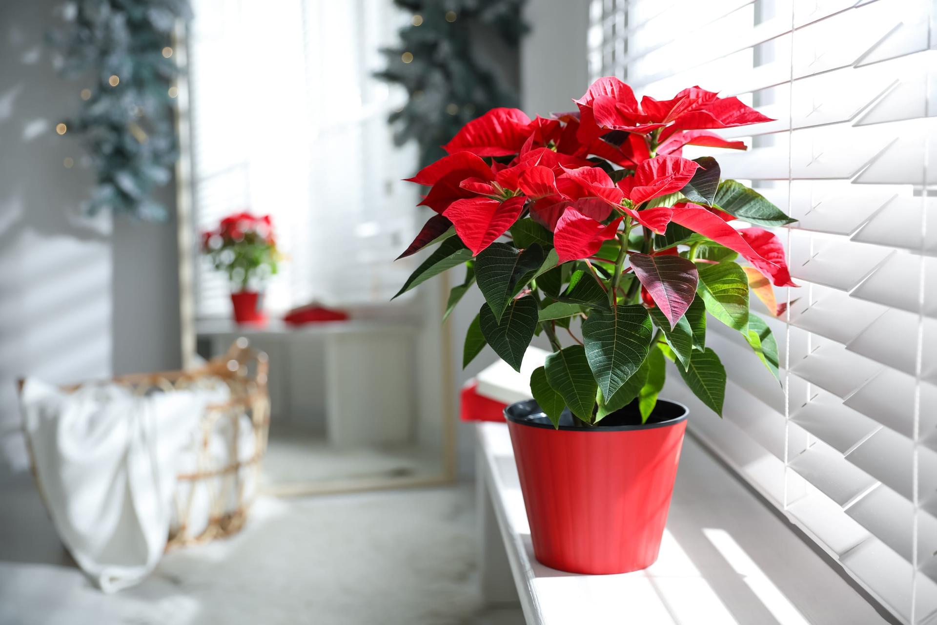 A red poinsettia in a red pot on a white windowsill beside half-open venetian blinds, with a second poinsettia further back in the room.
