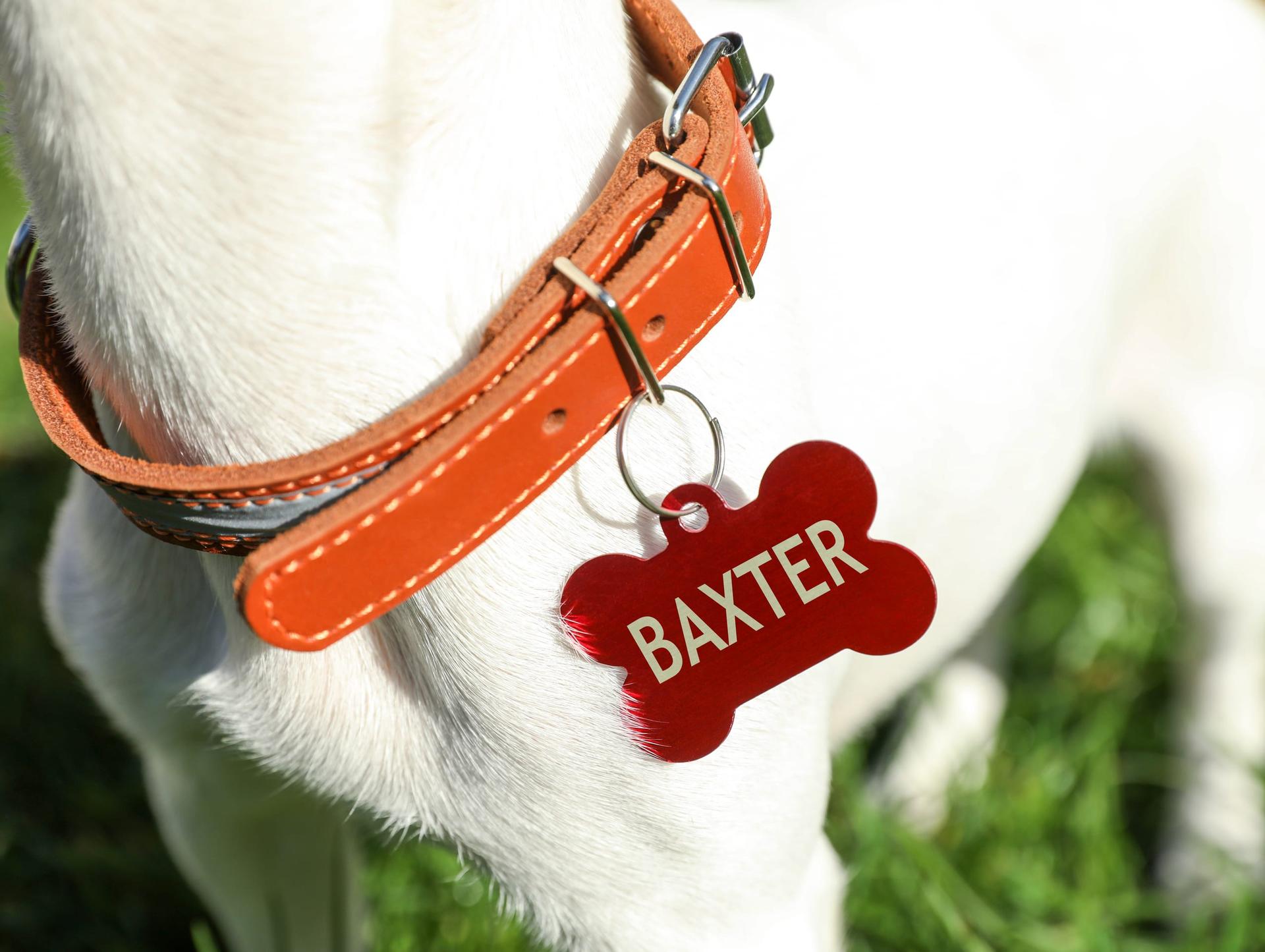 Close-up of a white dog's neck wearing a tan leather collar with a red bone-shaped ID tag, sunlit grass behind.
