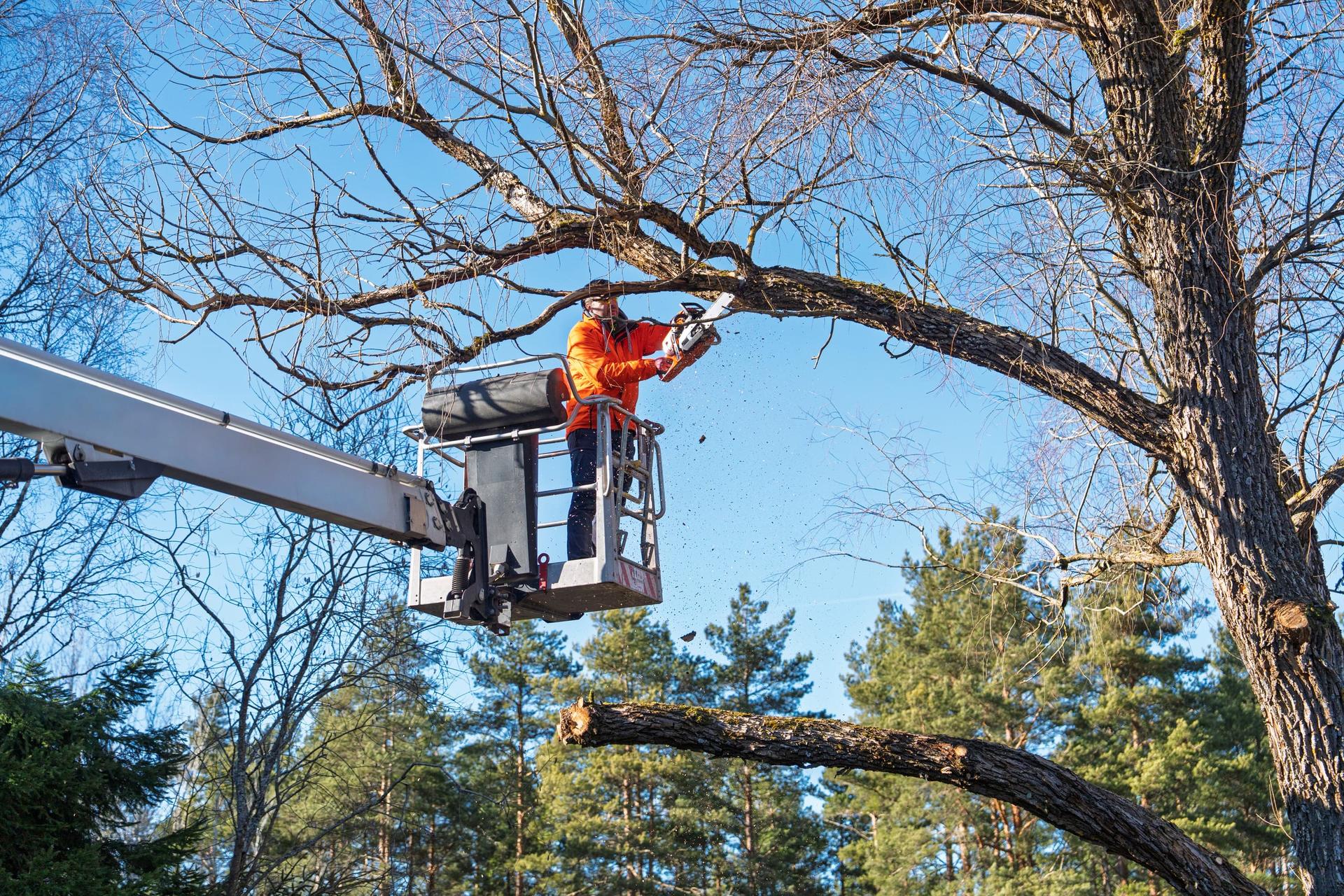 An arborist in an orange jacket stands in the basket of a boom lift and cuts a large limb off a tall, leafless tree with a chainsaw as a cut limb falls below