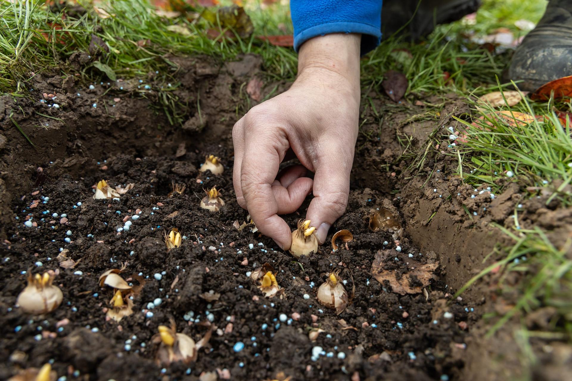 A gardener holding a flower bulb above prepared soil