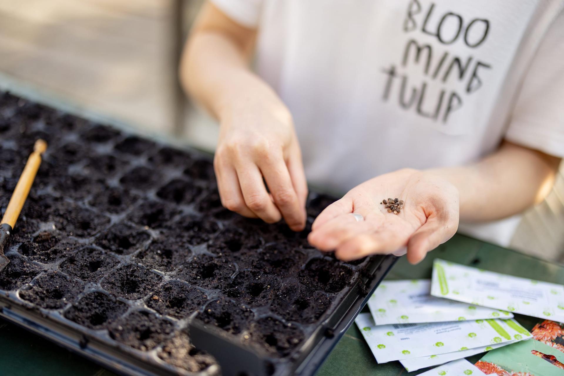 A person presses seeds one by one into a black seed-starting tray filled with soil, holding more seeds in an open palm beside a spread of seed packets.