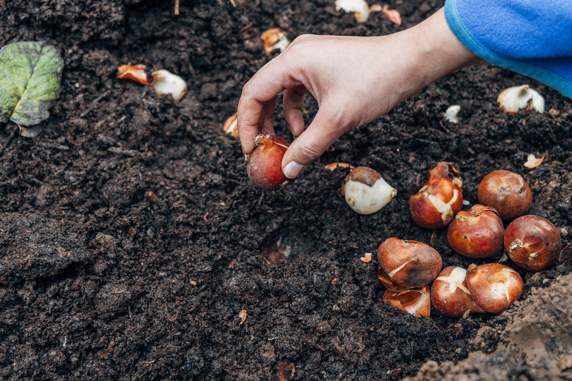 A hand lowering a brown tulip bulb into dark garden soil beside a pile of tulip bulbs