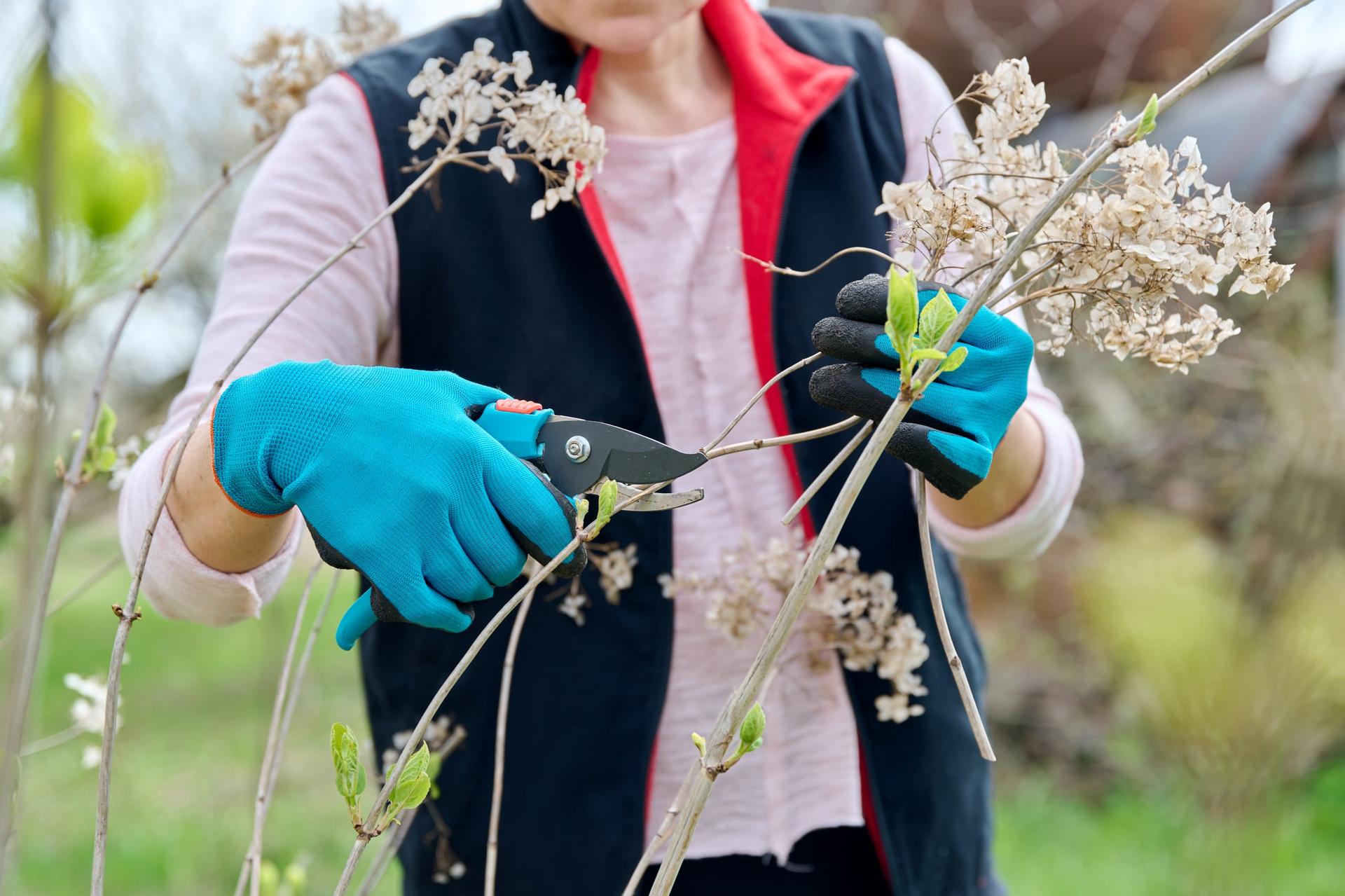 A gardener in blue gloves cuts a bare hydrangea stem with secateurs, dried flowerheads and small green buds on the branches around her.