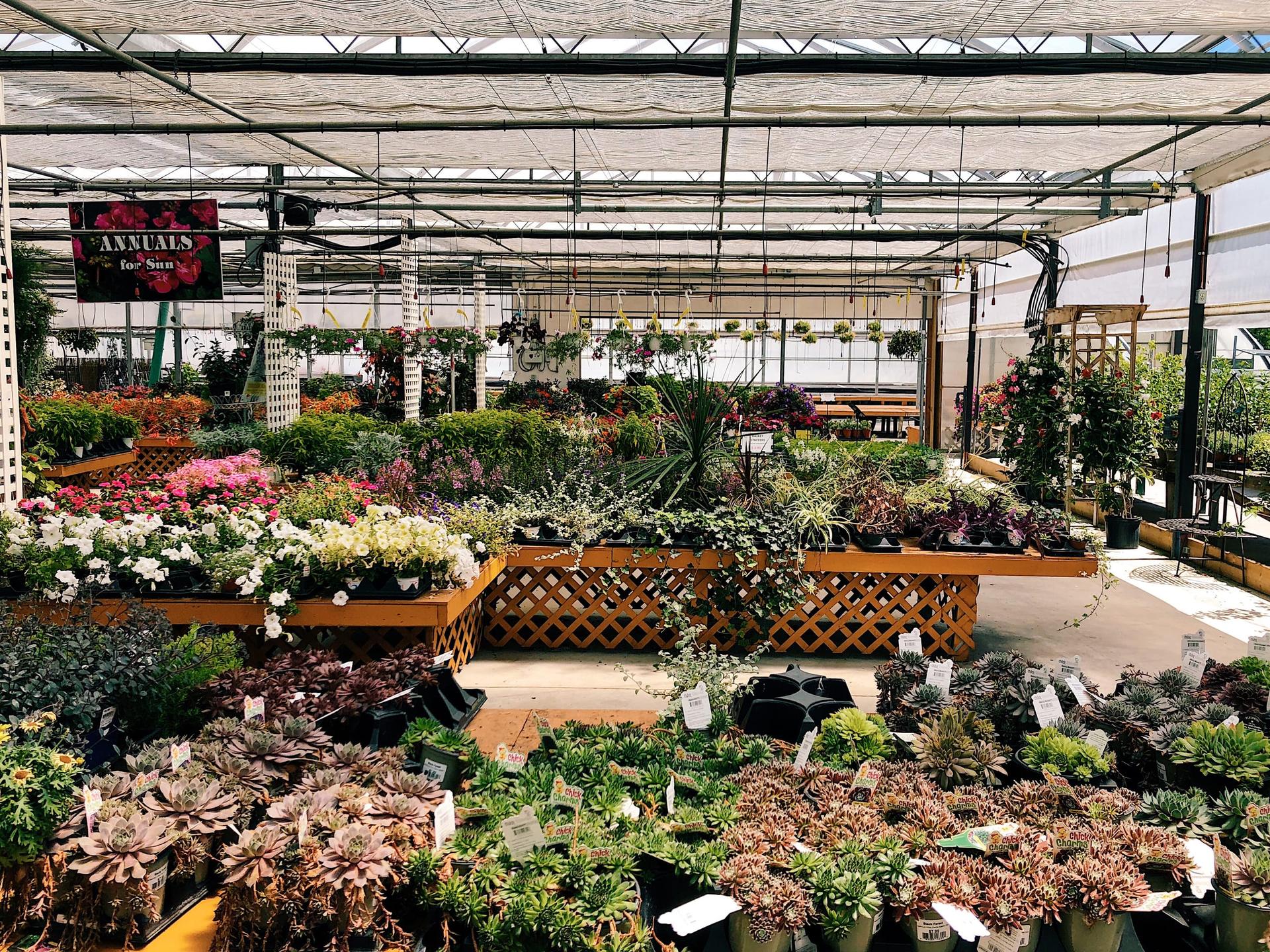 Benches of flowering annuals and trays of potted succulents fill a garden centre sales floor under shade cloth.